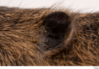 Nutria ear 0009.jpg